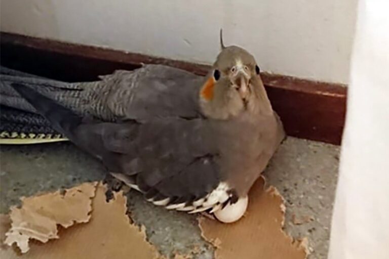 Ennen munintaa linnun olo voi olla tukala, poissaoleva, hengästynyt ja sen pyrstö voi roikkua. Vaara ei ole ohi ennen kuin muna on tullut ulos. Kuva: Kiuru Koponen