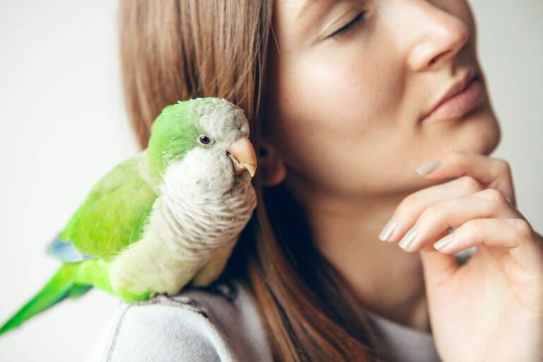 Alituisesti ihmisen mukana roikkuva lintu ei voi puuhailla normaaleja lintumaisia puuhia, jos se ei voi ajatella muuta kuin ihmisen mukana roikkumista.