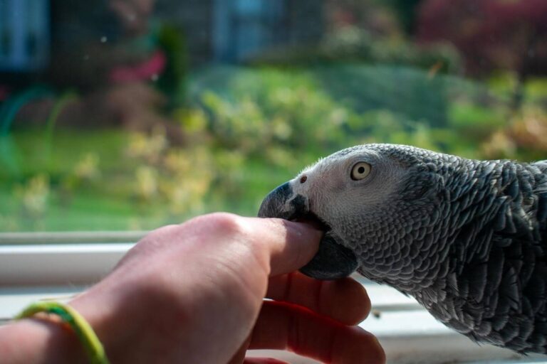 Jos linnun elekieli ja mielipide ohitetaan, on viimeinen vaihtoehto paeta tai purra. Älykkäät linnut voivat myös oppia, että hyökkäys on paras puolustus, jo ennakoivasti.