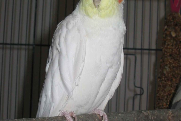 Pystysuuntaisena rinnassa ja vatsassa juokseva rantu voi olla hautomalaikku tai rintalastan muoto.