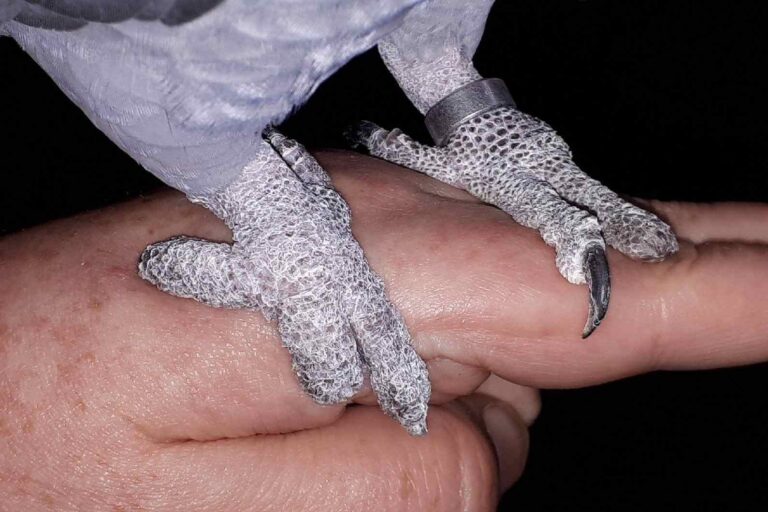 Talvisen karkureissun pakkasenpureman takia menetetyt varpaat harmaapapukaijalla. Kuva: Tiina Harjunpää