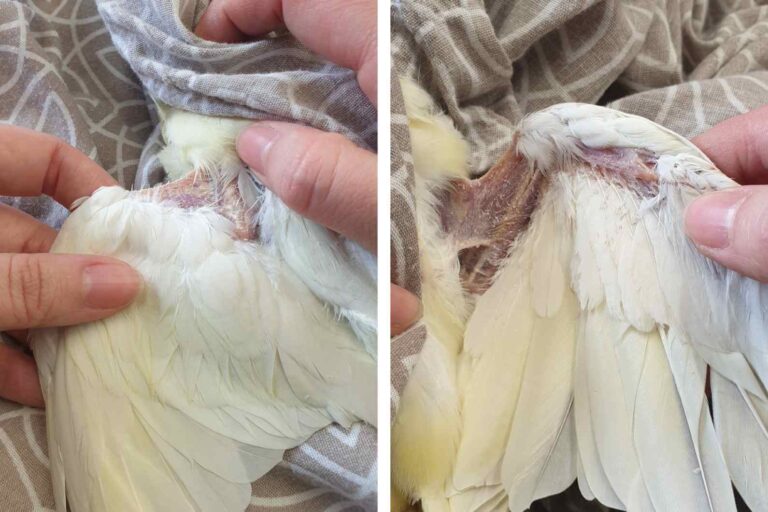 Giadrian oirekuvaan sopivia nypittyjä alueita neitokakadulla, 1. kuvassa selkäpuoli ja 2. kuvassa vatsapuoli. Kuvat: Laure Kurkela